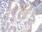 PLCG1 Antibody