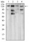 PLCG1 Antibody