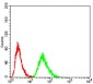 RF1 Antibody