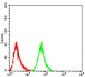 RF1 Antibody