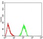 CFHR5 Antibody