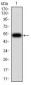 OTUD4 Antibody