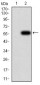 OTUD4 Antibody