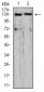 OTUD4 Antibody