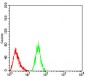 Rab1b Antibody