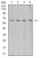 VEGFA Antibody