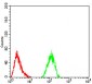 ALDH6A1 Antibody