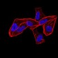 ALDH6A1 Antibody