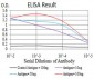 ALDH6A1 Antibody