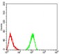 ALDH6A1 Antibody