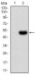 RNLS Antibody