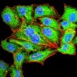 SERPINA1 Antibody