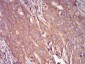 SERPINA1 Antibody