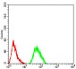 CFHR5 Antibody