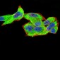 CFHR5 Antibody