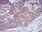 CFHR5 Antibody