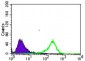 SLC2A4 Antibody