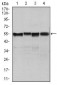 SLC2A4 Antibody