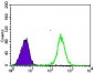 SLC2A4 Antibody