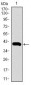 SLC2A4 Antibody