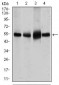 SLC2A4 Antibody