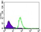 CDH5 Antibody