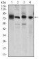 CDH5 Antibody