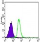 CDH5 Antibody