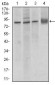 CDH5 Antibody