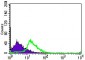 TGFBR3 Antibody