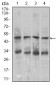 CHGA Antibody