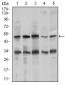 CHGA Antibody