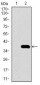 Neurod Antibody