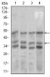 Neurod Antibody