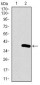 NeuroD Antibody