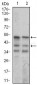 NeuroD Antibody