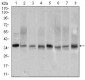 PCNA Antibody