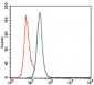 PCNA Antibody