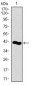 PCNA Antibody