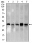 PCNA Antibody