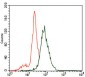 SLC27A5 Antibody