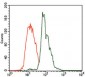 CBX8 Antibody