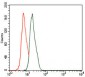 CBX8 Antibody