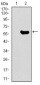 GNL3 Antibody