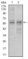 GNL3 Antibody