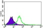 GNL3 Antibody