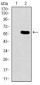 GNL3 Antibody