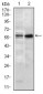 GNL3 Antibody