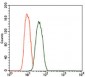 PDE1B Antibody