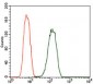 PDE1B Antibody